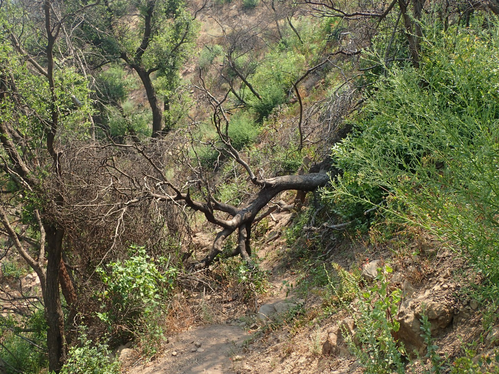 High Resolution Symphoricarpos mollis Fire recovery